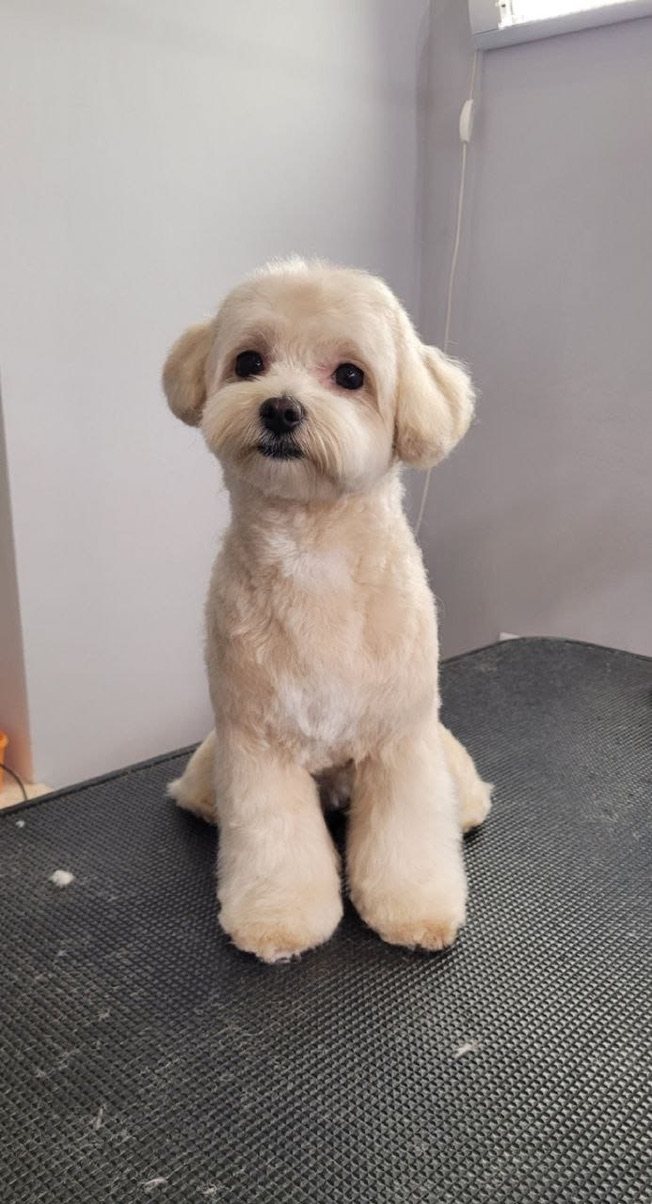 Light cream maltipoo after a grooming session
