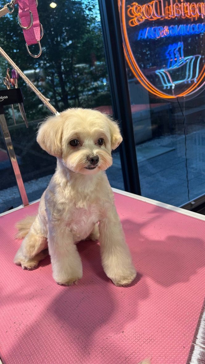 Light cream maltipoo on a grooming table