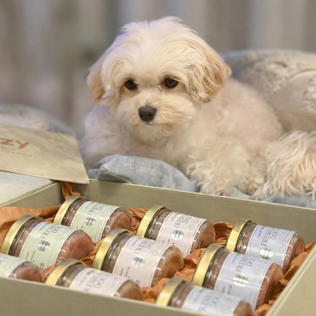 Zoozy Jars — Horse & Pumpkin for small dogs